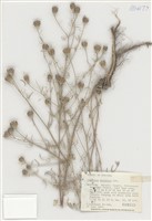 藏品(Cenaurea maculosa Lam)的圖片